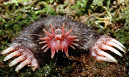 The Star-Nosed Mole – Condylura cristata